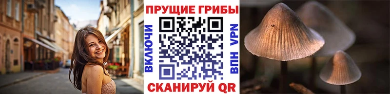 Галлюциногенные грибы Cubensis Черкесск
